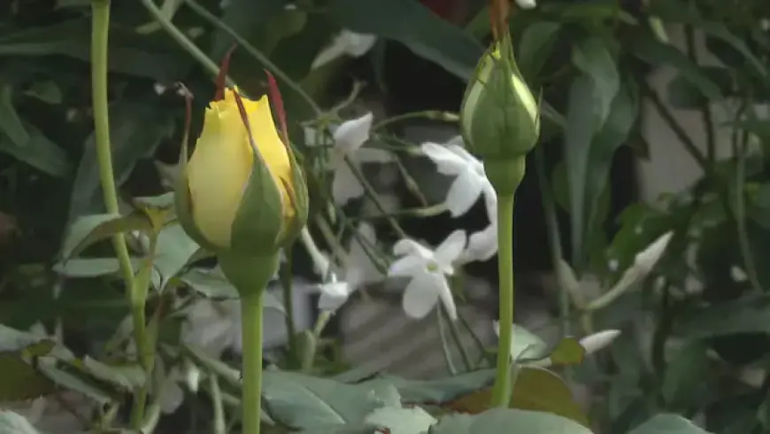 Experts Reassure: Calgary Flora Adapt to Rising Temperatures