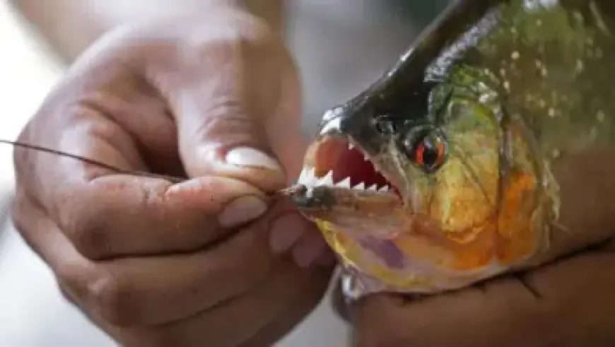 Fire Erupts at Former Odeon Cinema; Massive Emergency Response Engaged