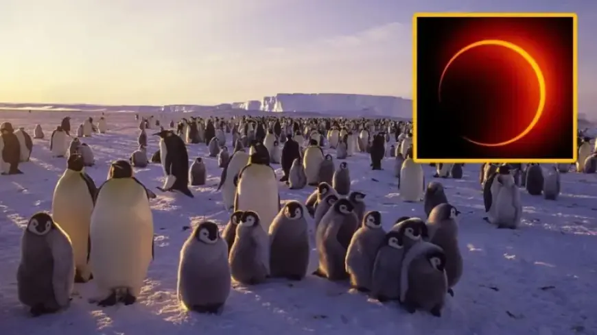Antarctica Hosts Rare ‘Ring of Fire’ Solar Eclipse on February 17