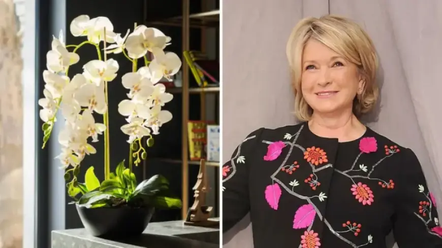 Martha Stewart Curates Stunning Orchids as Artful, Long-Lasting Floral Arrangements