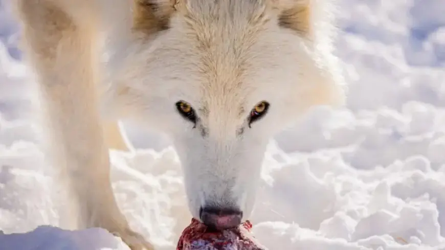 Colossal’s Dire Wolves Mature, Hunt as Powerful Pack