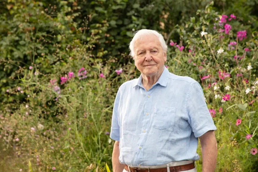 david attenborough centenary: national broadcaster to mark 100th with new specials and live event