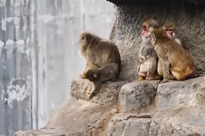 Orphaned Baby Monkey with Toy ‘Mother’ Finds New Family; Heartwarming Story Goes Viral