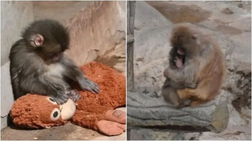 Punch The Monkey: Abandoned Baby Macaque Clings to Stuffed Orangutan and Draws Crowds