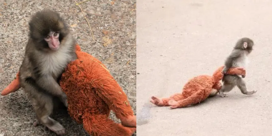 Punch The Monkey: Rejected Baby Macaque Clings to Cuddly Orangutan Toy and Wins Global Attention