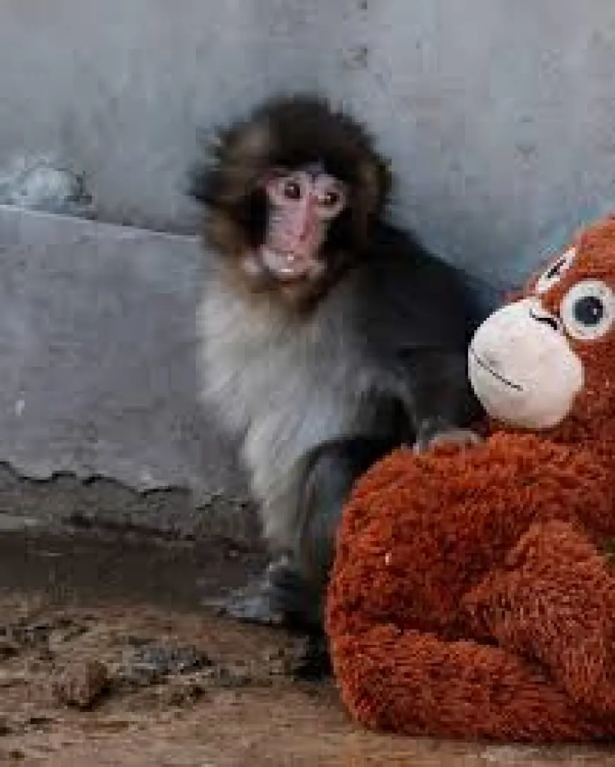 Punch Monkey: A Lonely Baby Macaque Wins Hearts After Finding Comfort in a Stuffed Orangutan