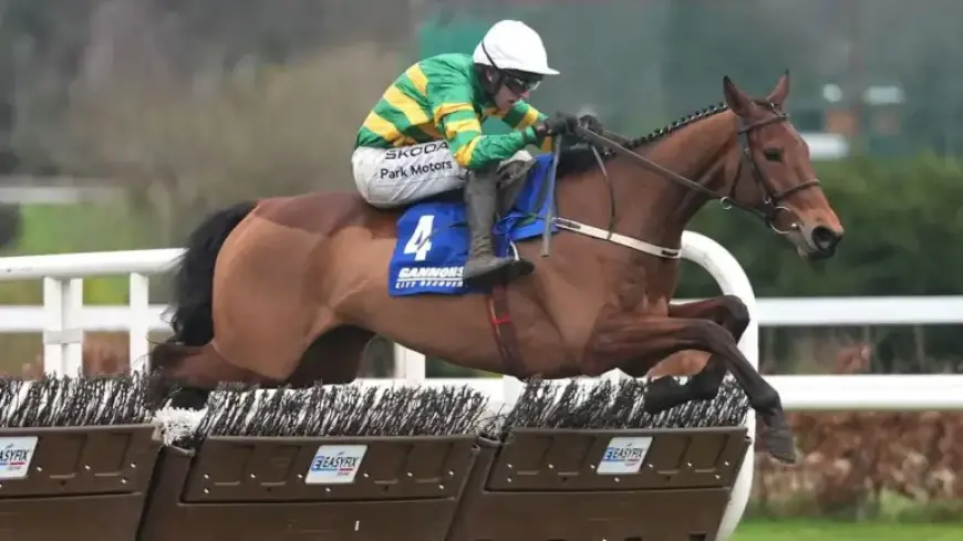 Narciso Withdraws from Cheltenham Festival’s JCB Triumph Hurdle Due to Setback