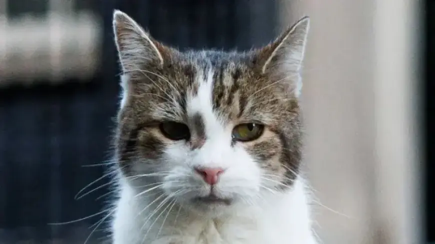 Larry the Cat Celebrates 15 Years as Top Mouser at 10 Downing Street