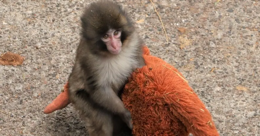 Punch The Monkey: Abandoned Baby Macaque Clings to Plush, Drawing Crowds