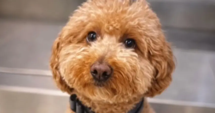 How Jet Blue the Airport Dog Went From Abandonment to Adoption — The Full Timeline