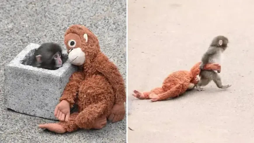 Punch, the Abandoned Monkey, Captivates the Internet