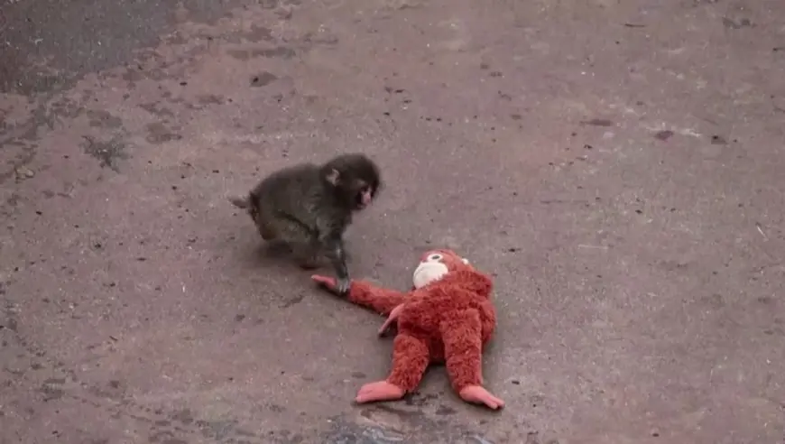“Punch Monkey Japan” Goes Viral After Orphaned Baby Macaque Clings to Plush Toy, Sparking Crowds, Debate, and a Misleading Name