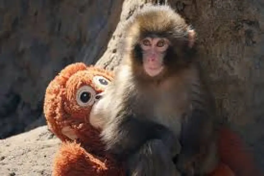 “Punch Monkey Japan” Trends Worldwide as Viral Baby Macaque’s Plush-Toy Bond Sparks Crowds, Concern, and Confusion With “Punch the Monkey”