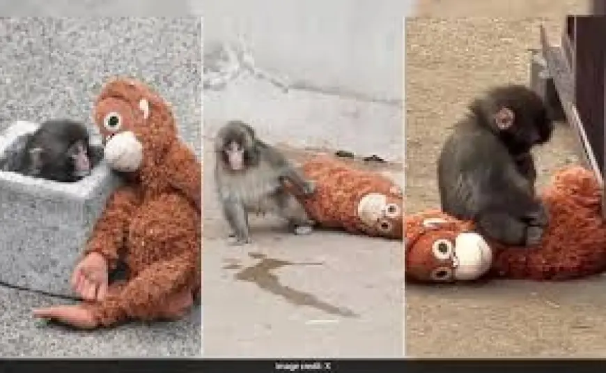 Punch Monkeys: Abandoned macaque Punch bonds with group after viral stuffed-orangutan videos