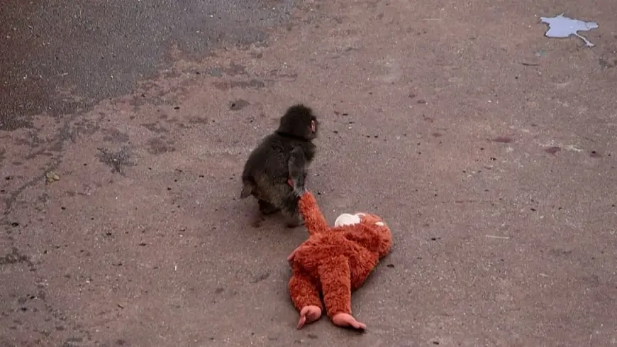 Baby Monkey Punch: Viral Abandoned Macaque at Ichikawa City Zoo Befriends Stuffed Orangutan and Wins Back Group
