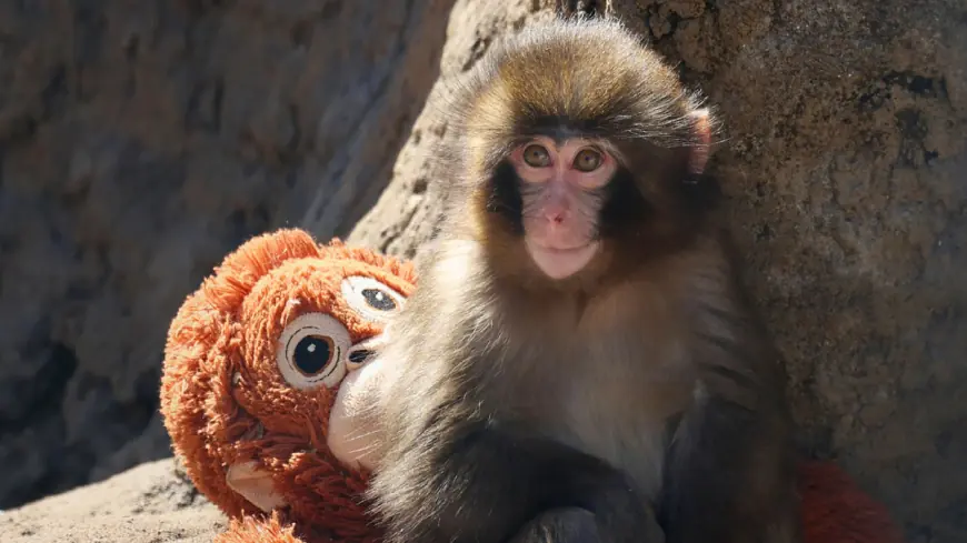 Punch the Monkey: Japan's Viral Baby Macaque Is Winning Hearts — and Making New Friends
