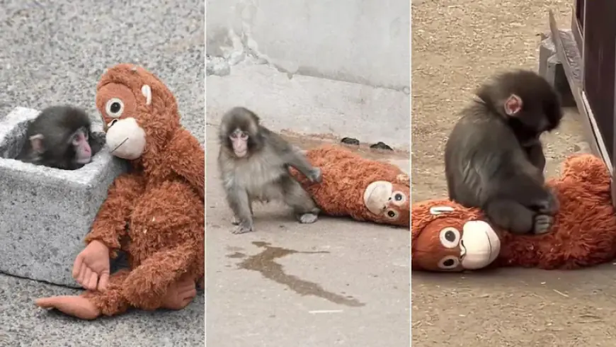 Baby Monkey Punch Video Sparks Online Outrage and Animal Welfare Debate