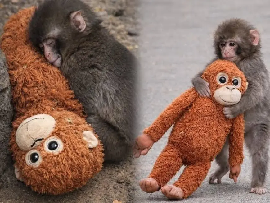 Punch the Monkey: Japan's Viral Baby Macaque and His IKEA Plush Are Winning the Internet in 2026