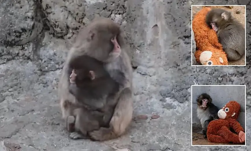 Punch the Monkey Trend: Viral “Baby Monkey Punch” Videos Spark Online Debate