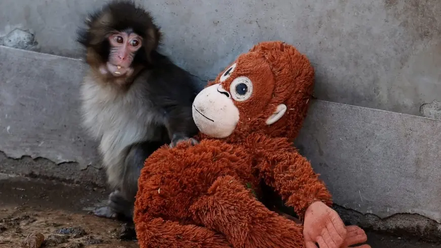 Punch the Monkey Japan: The Viral Baby Macaque With an IKEA Stuffed Animal Has the World Rooting for Him