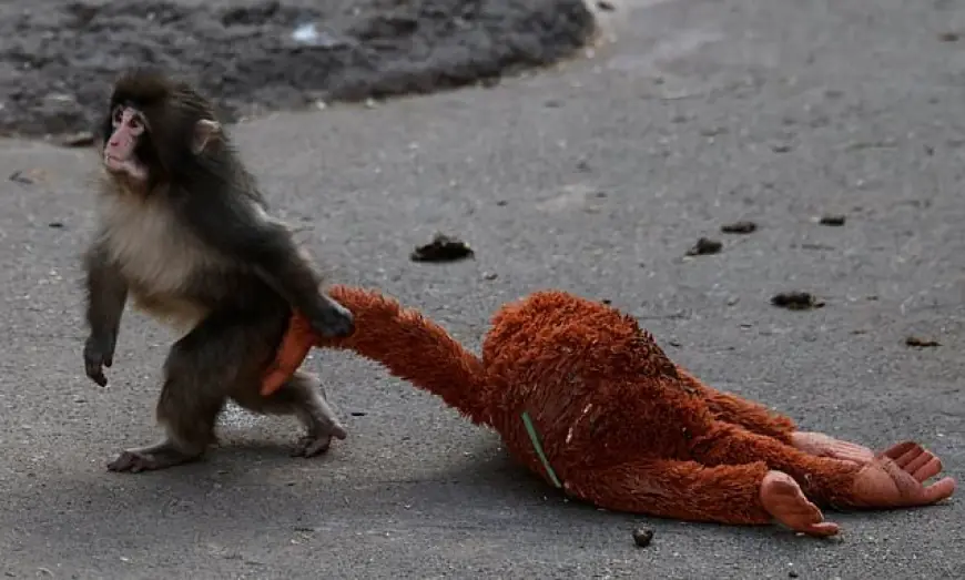 Punch the Monkey: Japan's Viral Baby Macaque Who Captured the World's Heart