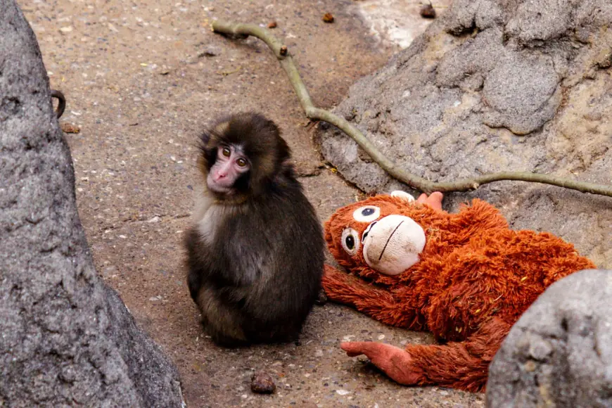 Punch Monkey Japan: What It Is, Why It’s Trending, and Where the Name Comes From