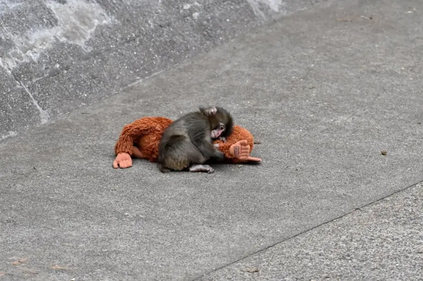 Punch the Monkey Japan Update: Orphaned Baby Macaque Finds Friends and Wins the World