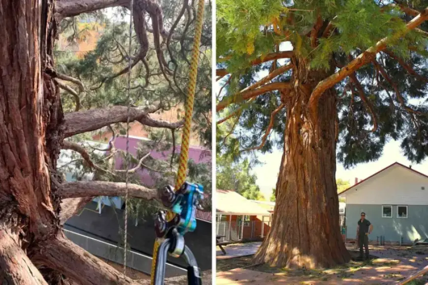 Franklin School Faces Backlash for Cutting 125-Year-Old Sequoia Tree