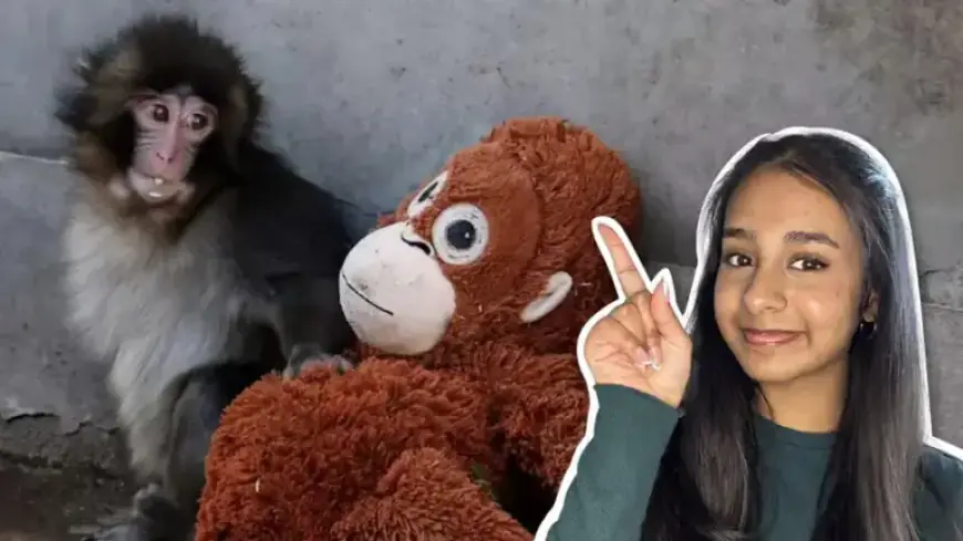 Viral Baby Monkey Punch Melts Hearts with Stuffed Bestie Video