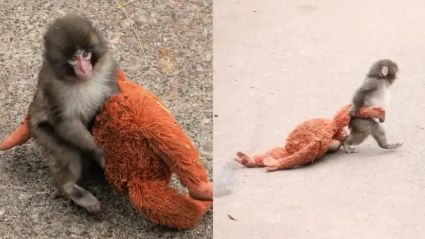 Punch the Monkey Is Making Friends — Latest Update From Ichikawa Zoo