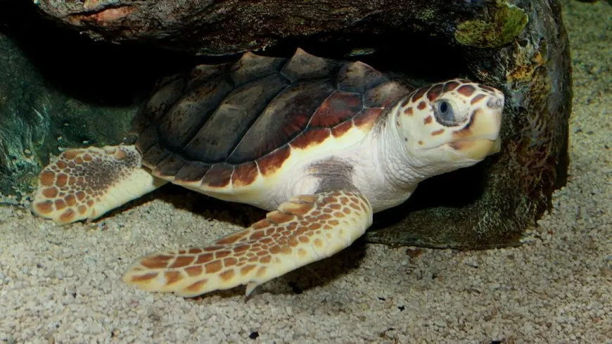 Cape Verde nesting study: loggerhead turtles face four-pronged threats from warming seas