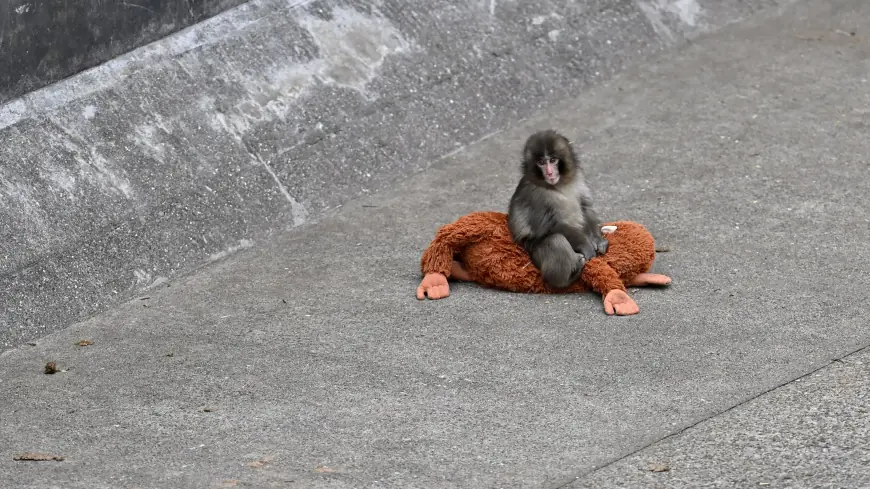 Punch the Monkey Update: Japan's Viral Baby Macaque Makes Friends — But Controversy Grows