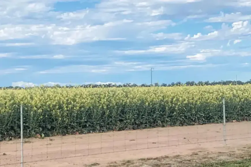 NSW Farmers Face Unexpected Tax Increase