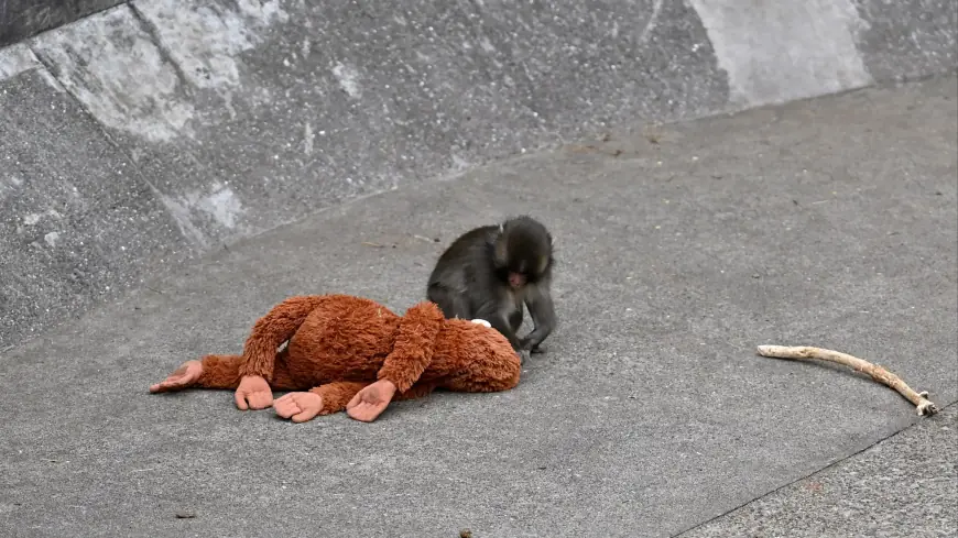 Punch The Monkey Update: Punch Monkey Japan Story Sparks New Welfare Changes