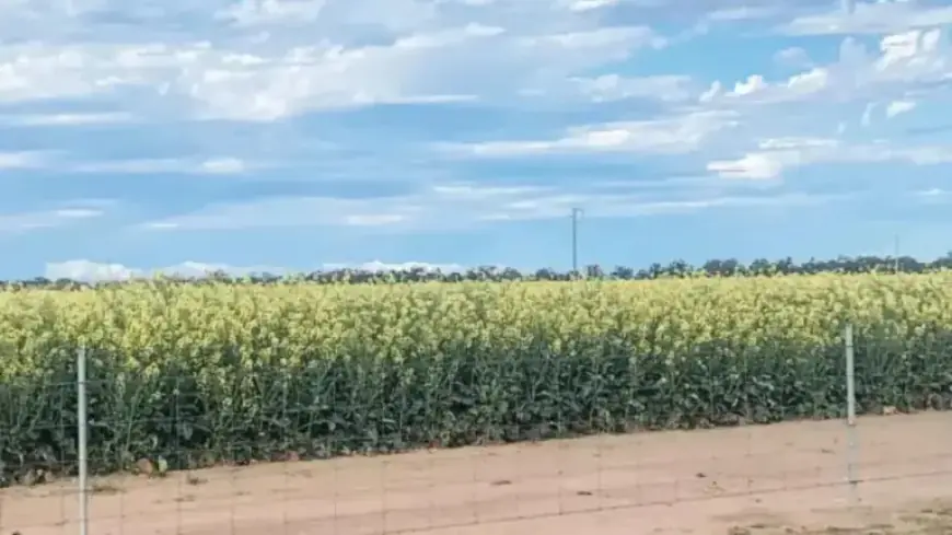 NSW Farmers Confront Surprise Tax Hike