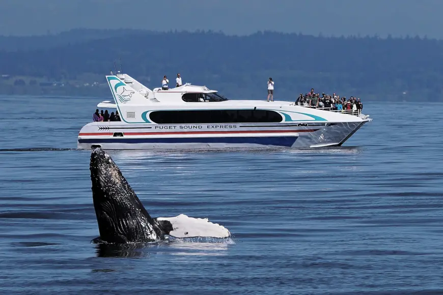 San Juan Islands gain first all-islands club volleyball team as Puget Sound Express launches Edmonds–San Juan Islands whale tour