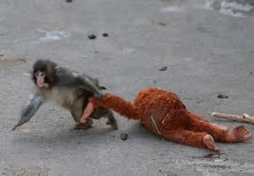 Meet Punch, the Viral Monkey and the plush monkey that followed him