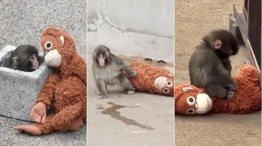 Punch The Monkey Update: Viral Punch Monkey Japan Video Sparks Zoo Crowds And Plush Toy Frenzy