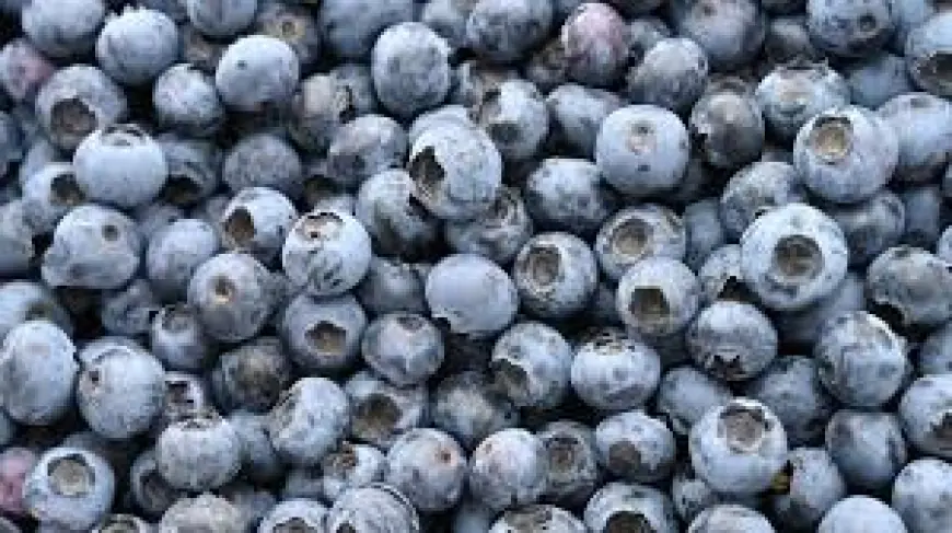 Frozen Blueberries Recalled in Life-Threatening Listeria Alert