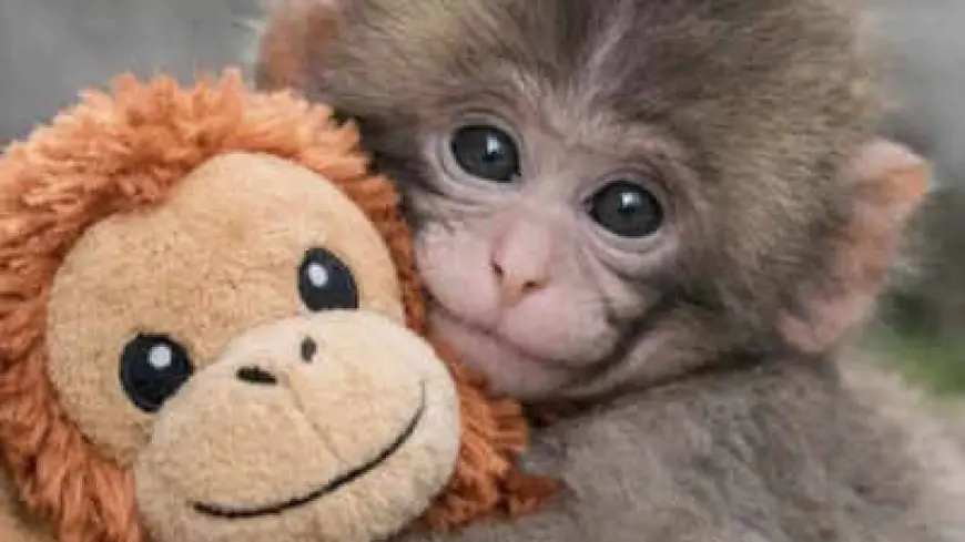 Punch The Monkey Update: Viral Macaque Punch Shows Signs of Social Progress as Plush Toy Frenzy Spreads