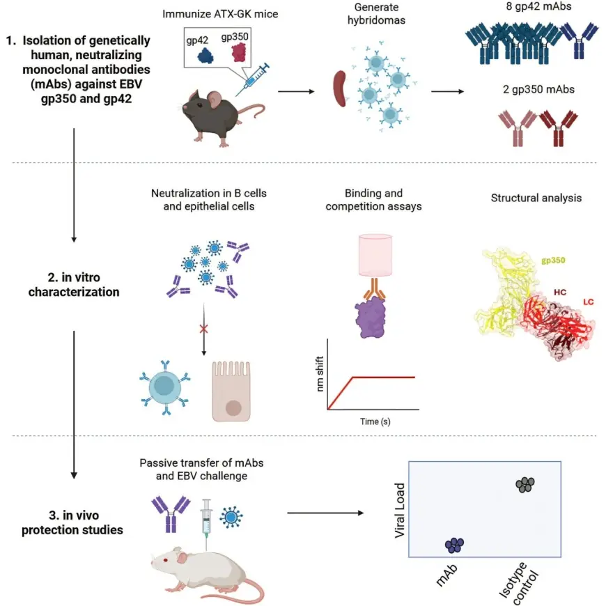 Scientists develop antibodies that block Epstein Barr Virus in humanized mice