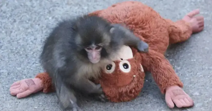 Ikea’s Stuffed Orangutan ‘Punch the Monkey’ Sells Out Nationwide
