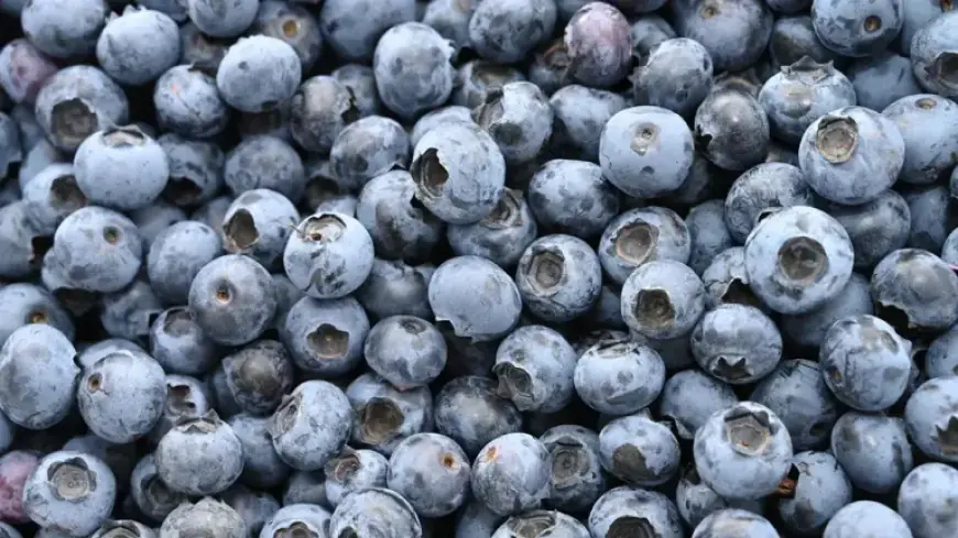 Frozen Blueberries Recalled in Multiple States Over Life-Threatening Listeria Risk