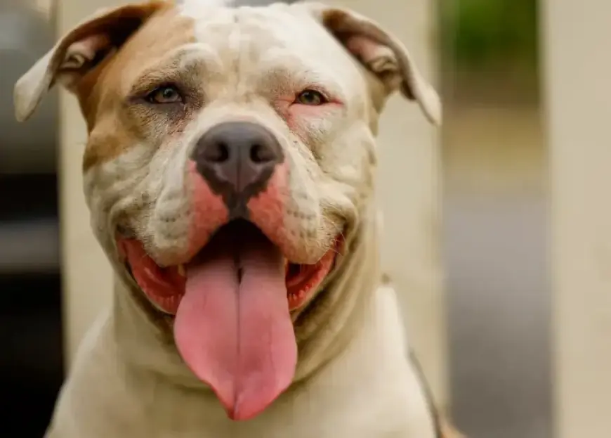 Syracuse Struggles to Secure Location for Planned Dog Shelter One Year On