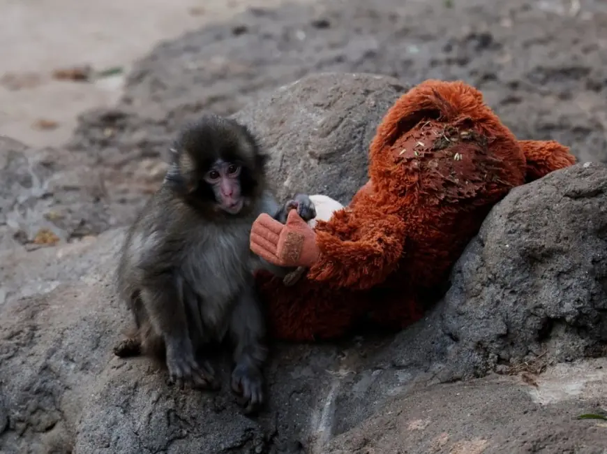 Punch Monkey melts hearts after rejection and unlikely friendship