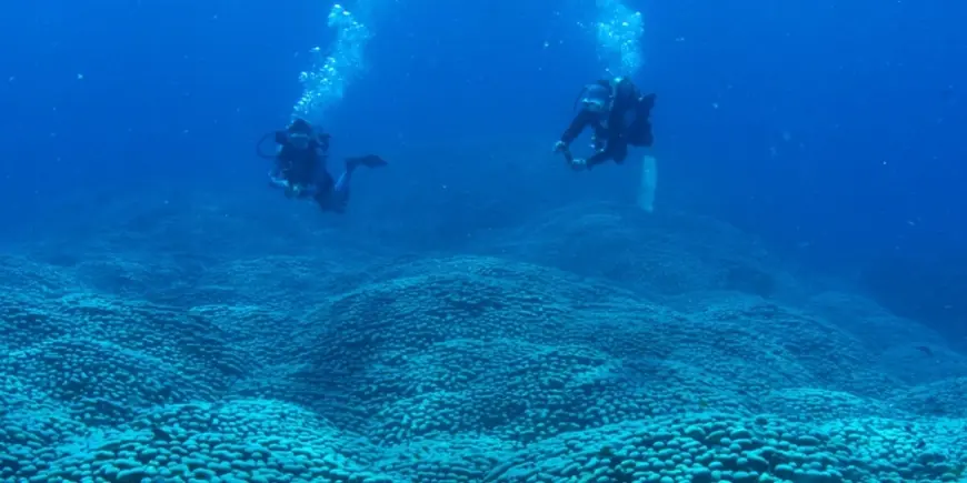 Mum and Daughter Discover Giant Coral: Possibly the Largest Known Colony on the Great Barrier Reef