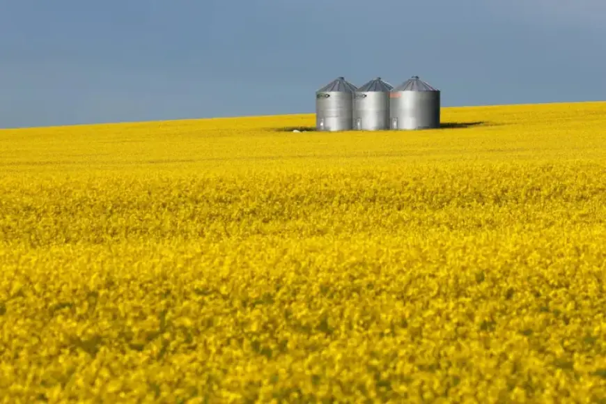 Canola Seed Exports Surge to China Amid Looming Tariff Relief Deadline