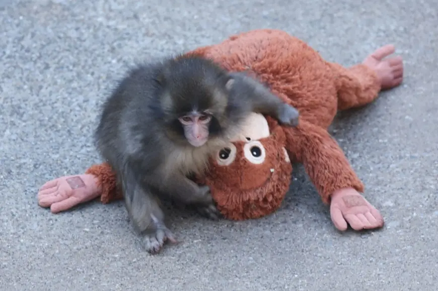 Punch Monkey Update: Japan's Beloved Baby Macaque Makes New Friends and Sparks Global Movement