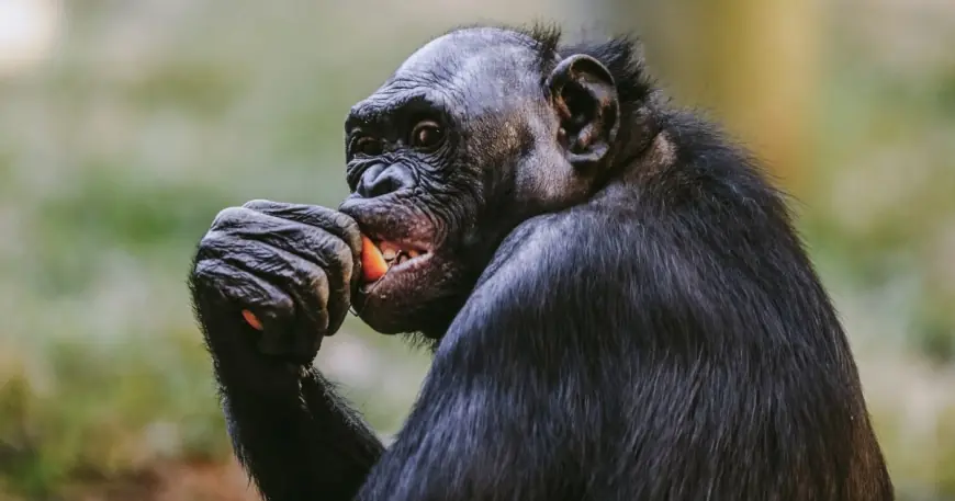 Zoo bonobo exhibit closed after ape cracks safety glass in Memphis