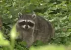 Raccoon Bites Two People in Old Town Alexandria, Health Officials Warn
